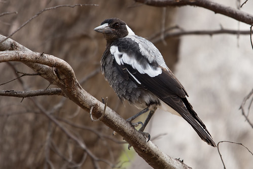 Australian Magpie 2013-01-26 (_MG_0081)