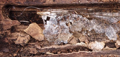 Dragonfly wing by Vicinum