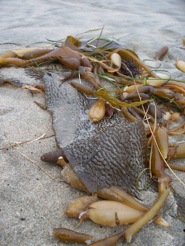 seaweed - ALK 4-2013
