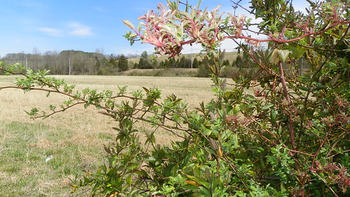 Rose Rosette Disease on a wild rose