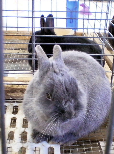 Thumper and BB Kenosha County Fair, Wisconsin