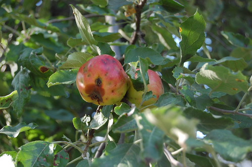 rotting on the tree