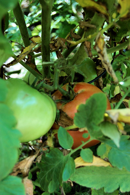 tomatoes on the vine