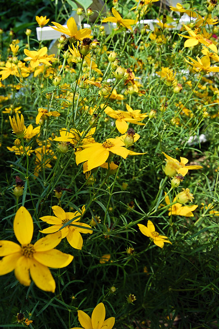Yellow flower blooms