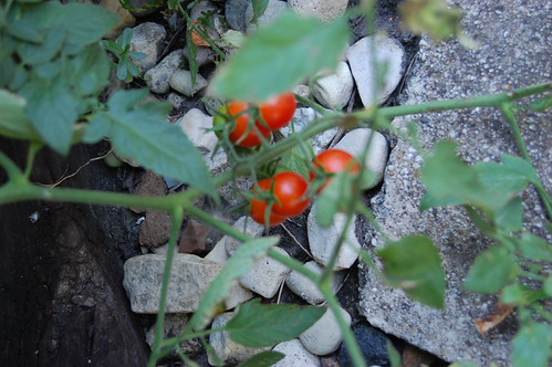 ripe on the vine