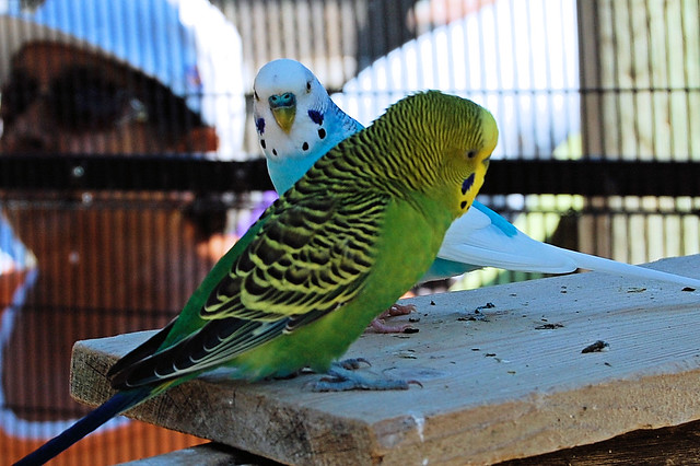 Racine Zoological Gardens, Racine, Wisconsin