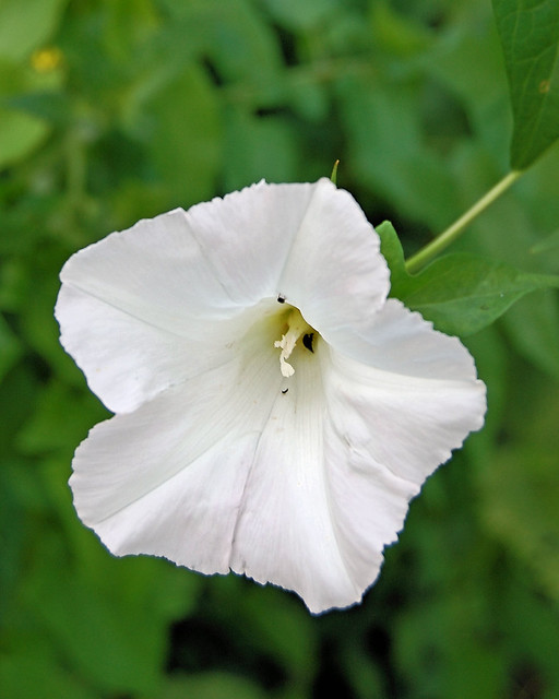 bloom