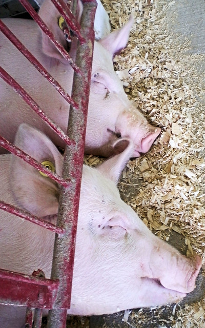 sweet swine dreams Kenosha County Fair, Wisconsin