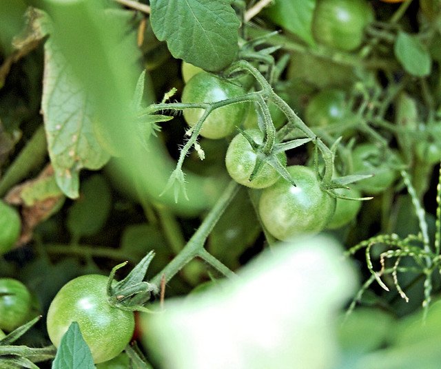 on the vine