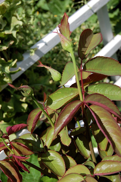 rose bud