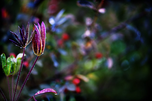 piccole mani d'autunno