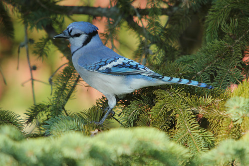 Back yard Blue Jay