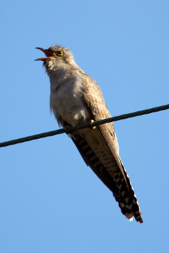 Pallid Cuckoo 2012-10-03 (_MG_5012)