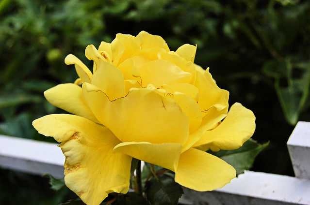 Fall last rose (3)