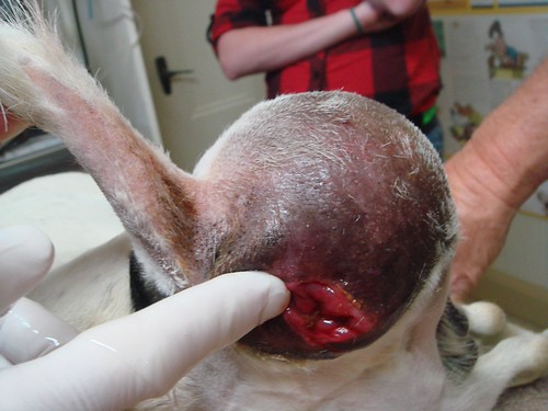 Perianal tumour