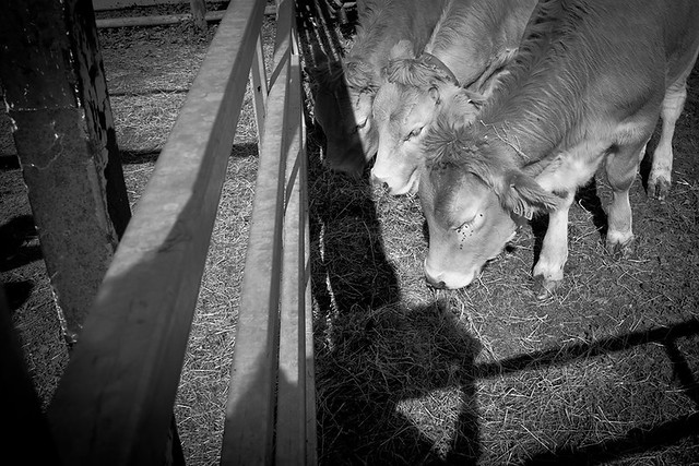 La vaca que llora