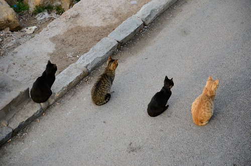 Four cool cats