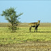 Antilope azzurra
