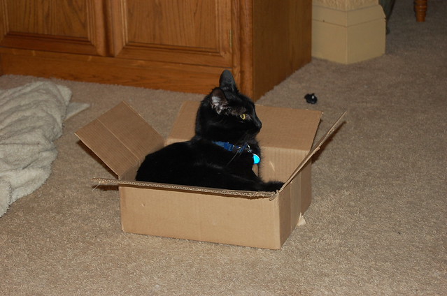 Blue enjoying the monthly comic box