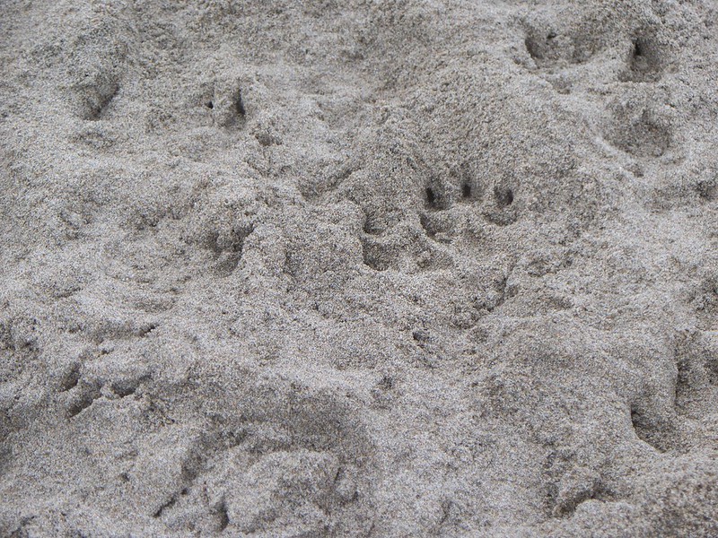 dog prints - ALK 4-2013