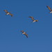 Pelicans