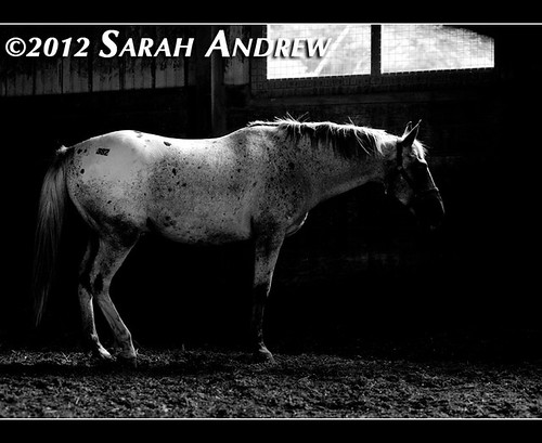 "Find beauty not only in the thing itself but in the pattern of the shadows, the light and dark which that thing provides." -Junichiro Tanizaki