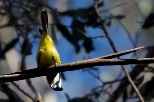 Crested Shrike-tit 2012-08-15 (_MG_2241)