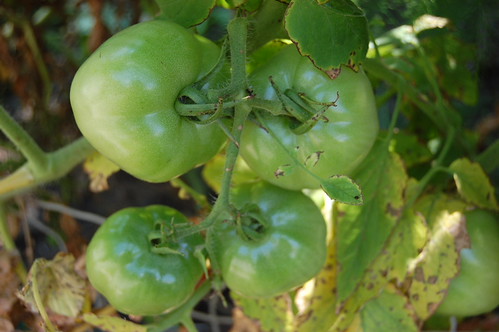 green tomatoes