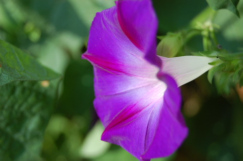 unfurled bloom