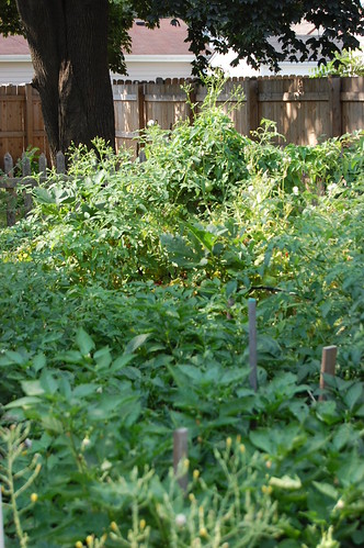 A view of Mike's garden