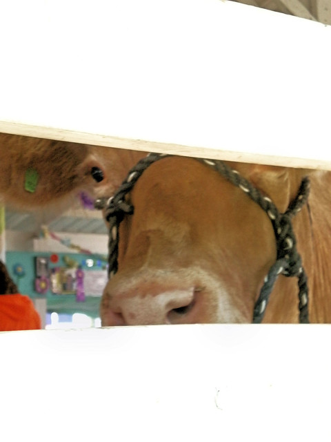 Bovine looking through the fence Kenosha County Fair, Wisconsin