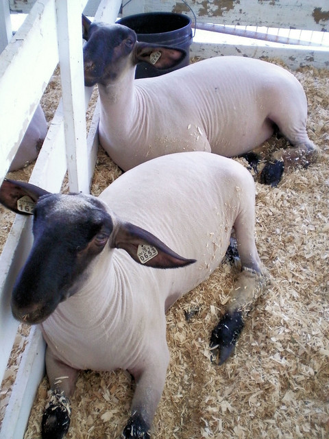 We feel so naked. Kenosha County Fair, Wisconsin