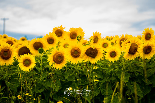 20120812-328C3958-Sunflowers-WM by {Pamela Zmija Photography}