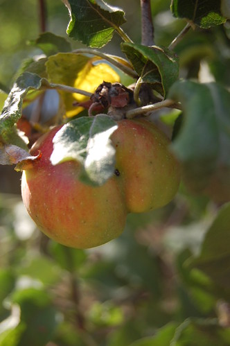 deformed apple