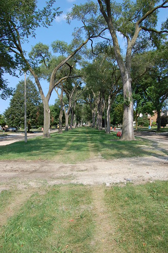 Our usually picturesque median with orange barrels
