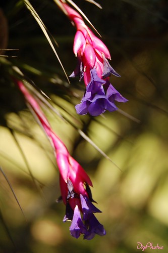 DSC_9386 Tillandsia sp. by DigiPhotus