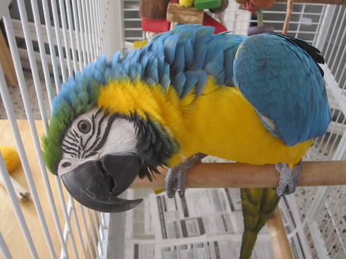Oli