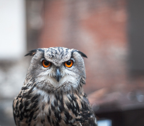 The Owl of York by http://heretakis.com