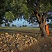 Near Shinay, Gandhidham,Kutch