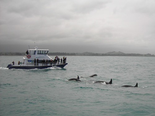Orca's in Kaikoura