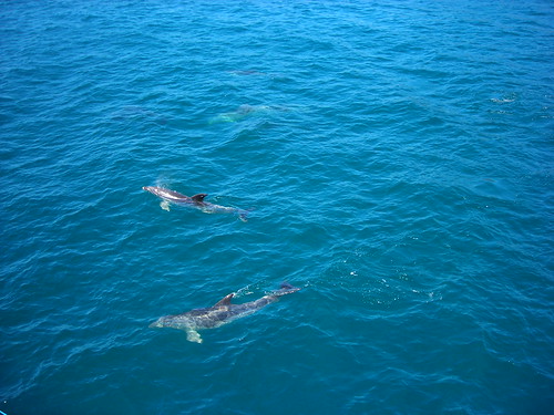 People attempting to swim with dolphins but the dolphins weren't interested.