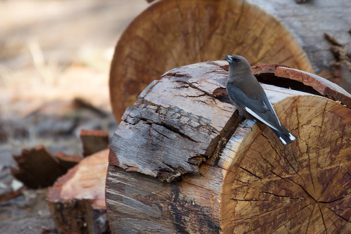 Dusky Woodswallow 2013-01-20 (_MG_9974)