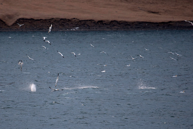 Súlur að stinga sér