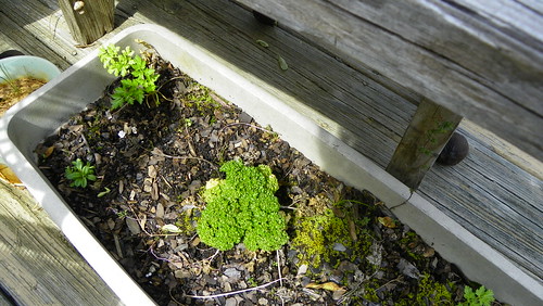 Wintered over parsley