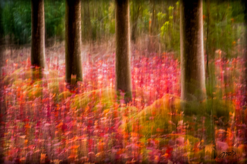So Long Maple by Imagemakercan - The Lensdancer