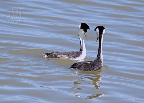 Grebe Courtship 5
