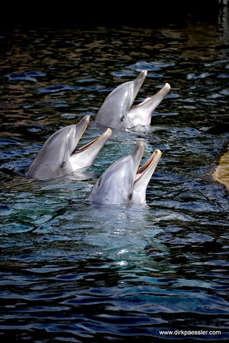 Penguins by Dirk Paessler