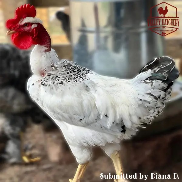 Turken Naked Neck Chicks