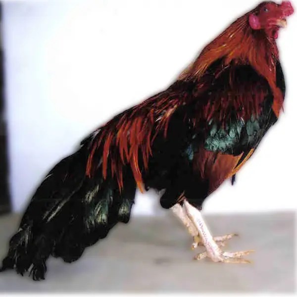 Black Breasted Red Cubalaya Bantam Chicks