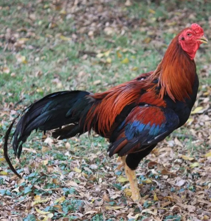 Black Breasted Red Aseel Chicks